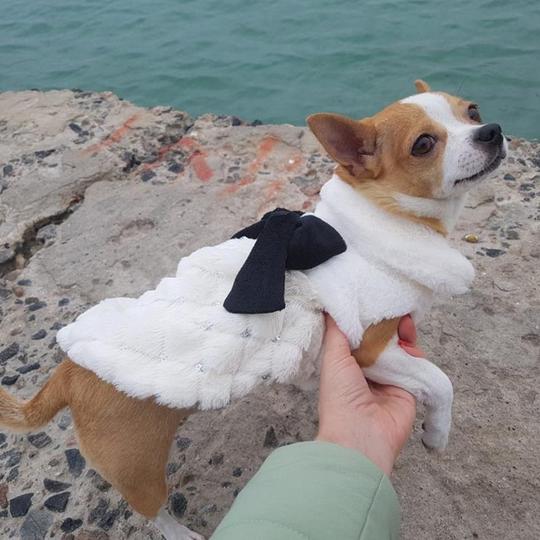 Abrigo de pelito blanco con lazo negro para perro pequeño (foto del fabricante)