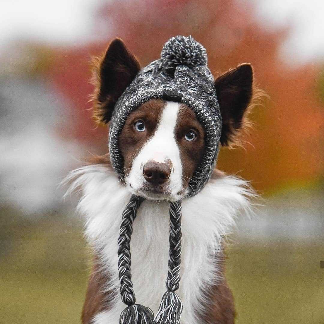 Gorro de punto con pompón para perro pequeño (foto del fabricante)