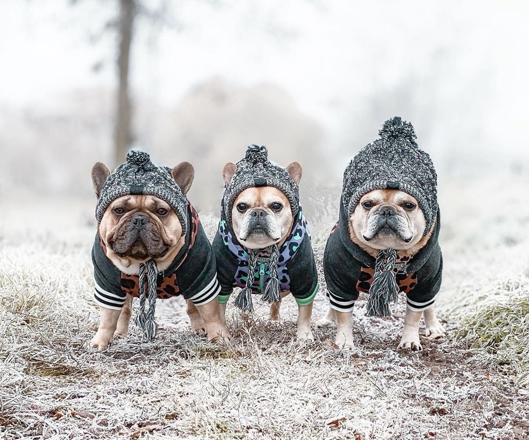 Gorro de punto con pompón para perro pequeño (foto del fabricante)
