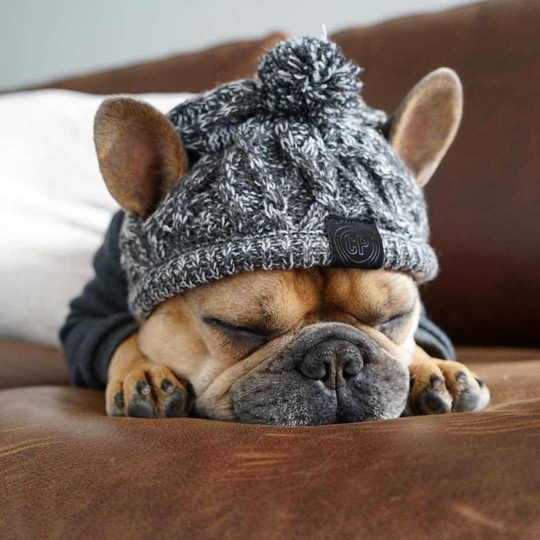 Gorro de punto con pompón para perro pequeño (foto del fabricante)