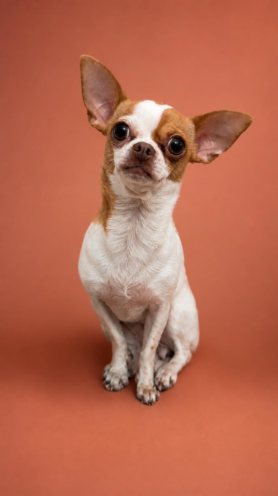 Paris, la chihuahua de Patricia, sobre fondo terracota